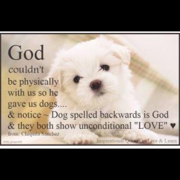 Bundle 3 dog 🐶 items for 10% off / read m… - Picture 11 of 16